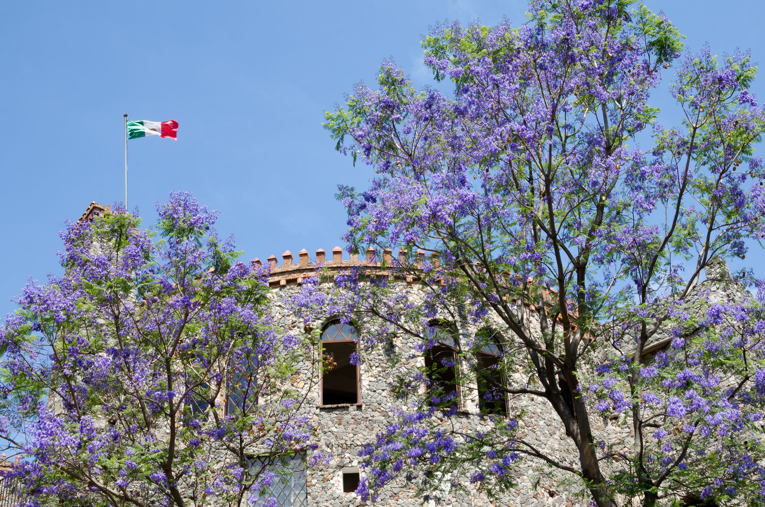 15 restaurantes para apreciar las bellas jacarandas de la ciudad