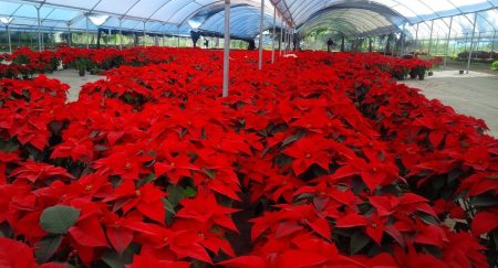 Todo sobre la Nochebuena, el color rojo que engalana esta temporada