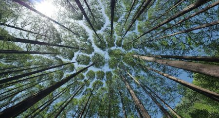 Estos árboles son originarios de la tierra de la Ciudad de México