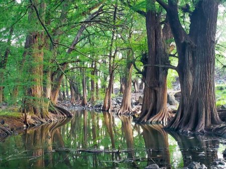 Las Musas, la magia del bosque secreto y área natural protegida de Guanajuato