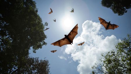 Quiróptera: el increíble Festival que muestra el equilibrio ecológico de los murciélagos