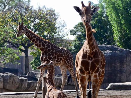 Así será la conmemoración por los 100 años del Zoológico de Chapultepec