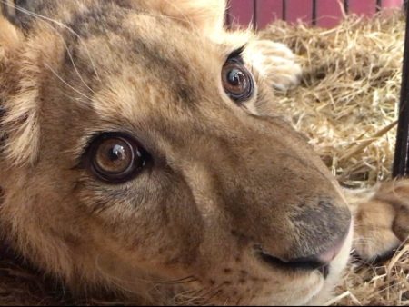 Kiro, el cachorro de león rescatado en Ecatepec se recupera favorablemente