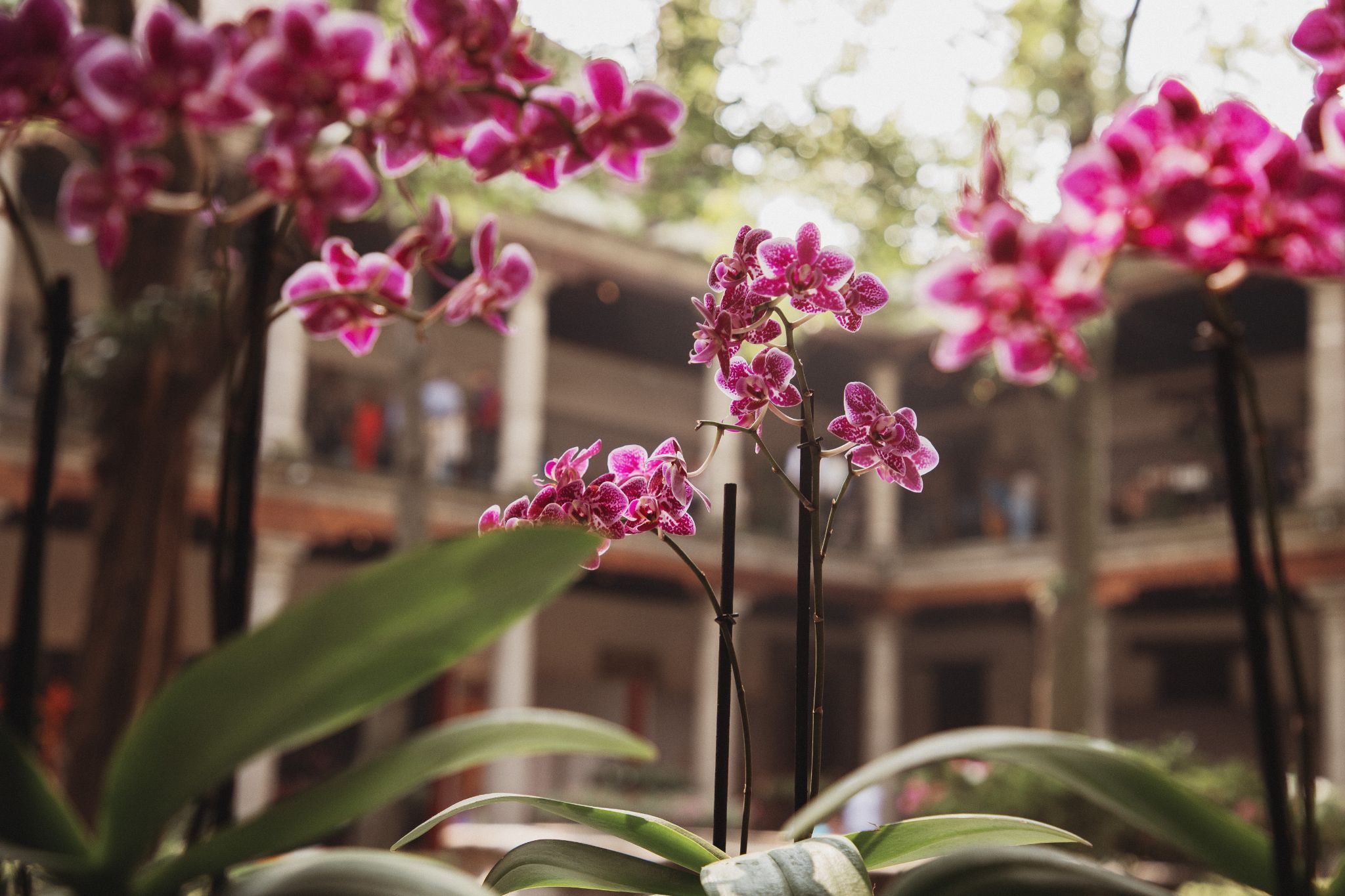 Orquídeas de Primavera traerá una bella exhibición de plantas al Franz Mayer