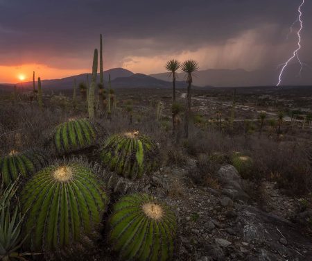 La impactante Biósfera Valle de Tehuacán-Cuicatlán, Patrimonio de la Humanidad