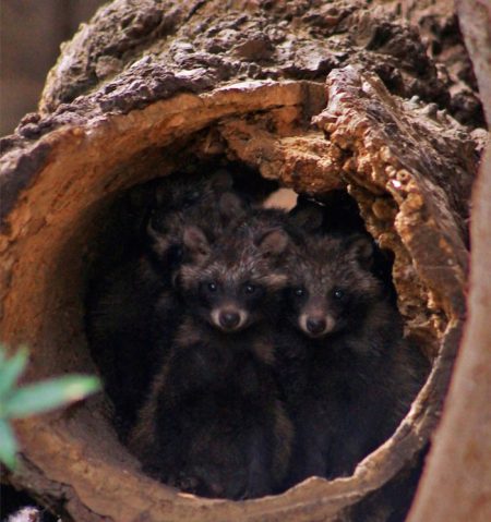 9 perros mapache han nacido en el Zoológico de Chapultepec