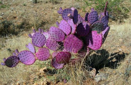 Los insólitos nopales morados que colorean la Zona del Silencio