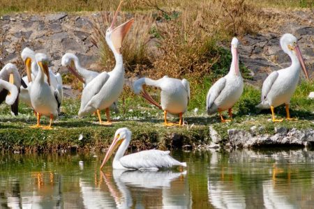 Llegan enormes pelicanos americanos a la CDMX, aquí los puedes observar