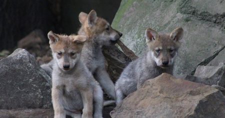 México y Japón intercambian especies endémicas para zoológicos