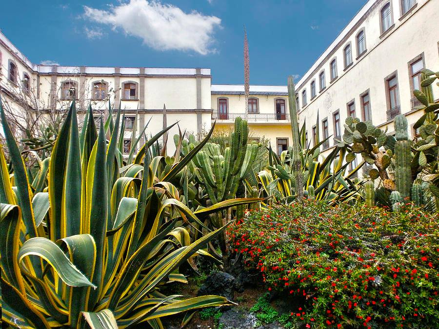 Secretos de la CDMX: El Palacio Nacional tiene un increíble jardín botánico en su interior