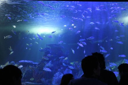 ¿Ya visitaste los paisajes oníricos de este espectacular acuario?