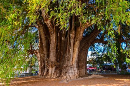 Sobre el ahuehuete de 700 años que habita Azcapotzalco