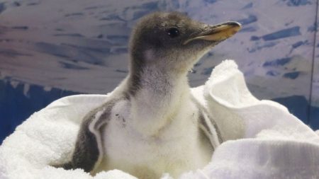 Alex, un pingüinito de amor llegado de la Antártida con espíritu chilango