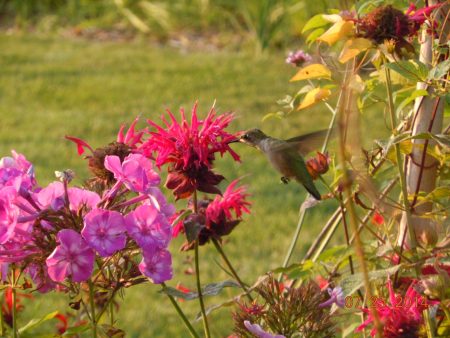 Ya puedes adoptar un colibrí en el santuario de colibríes de CDMX