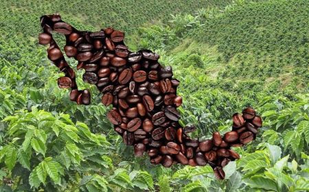 Un recorrido por los Estados con el mejor café de todo el país