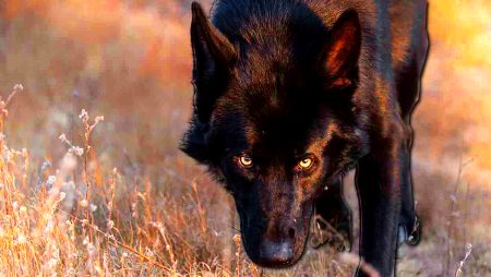 Calupoh, el canino mexicano con espíritu y fuerza de guerrero