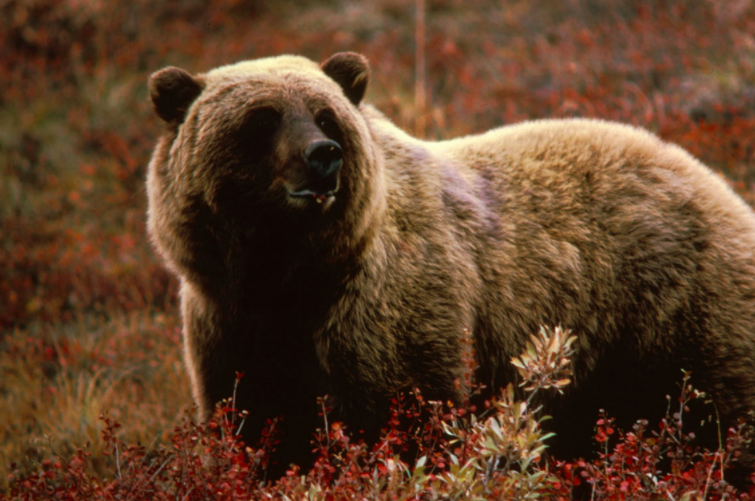 Trágica y magistral: la historia del oso pardo mexicano