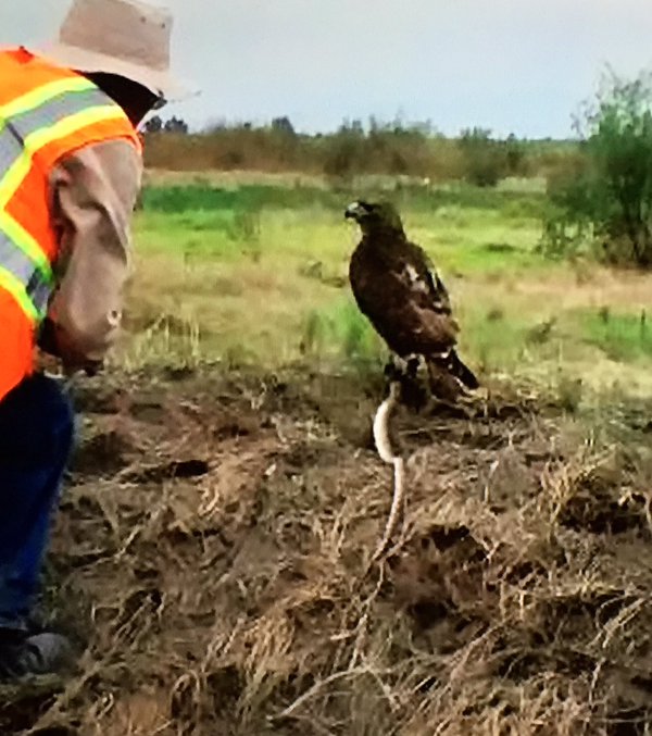 La simbólica fotografía del águila devorando a la serpiente en el nuevo aeropuerto