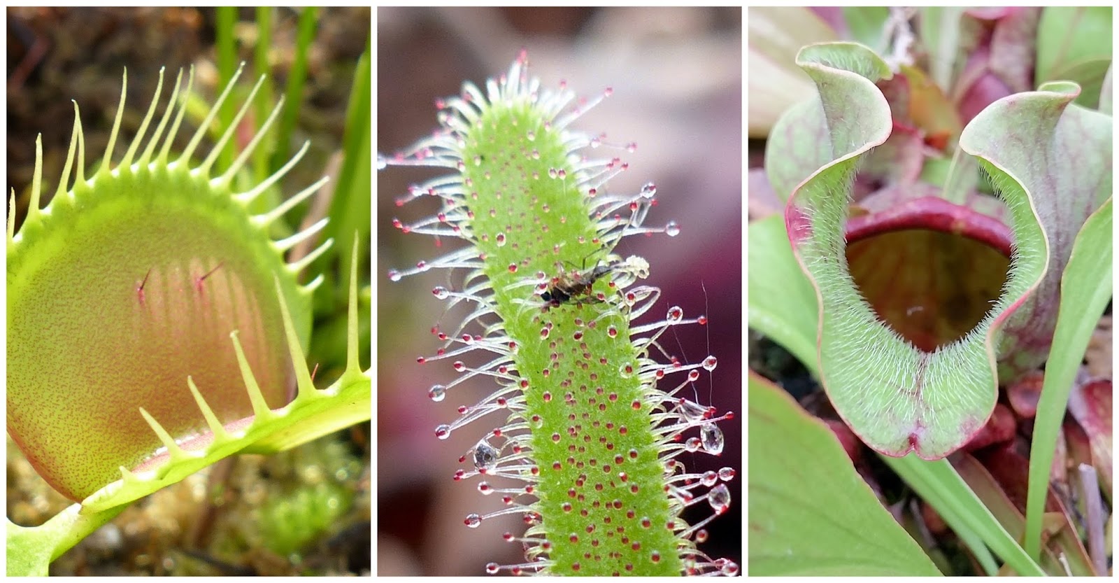 Conoce el primer Centro de Conservación de Plantas Carnívoras en la CDMX