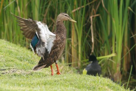 Se registran 42 nuevas especies de aves en centro ambiental de Xochimilco