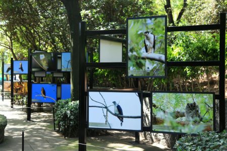 Las diversas aves de México estarán expuestas por un año en la ciudad