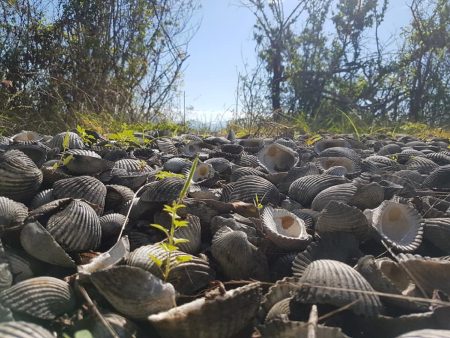 El Calón es la única pirámide hecha de conchas en el mundo