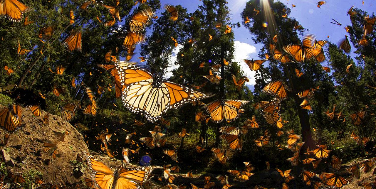 La Reserva Biológica de la Mariposa Monarca es de una belleza incomparable