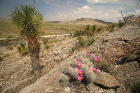 Reserva de la Biosfera de Mapimí, el laboratorio de investigación del desierto