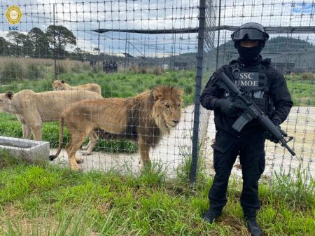 Rescatan cerca de 200 felinos y aseguran santuario Black Jaguar-White Tiger en el Ajusco