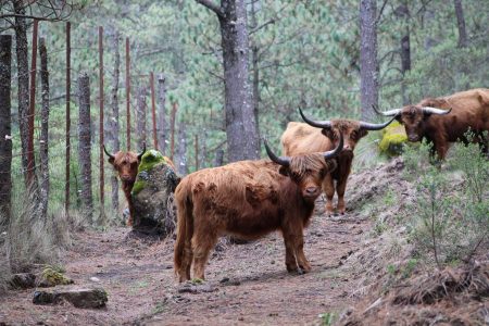 Este hermoso Parque Ecoturístico Valle Alegre se encuentra en las faldas del volcán Cofre de Perote