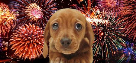 ¿Cómo cuidar a tu perro de los fuegos artificiales del 16 de septiembre?