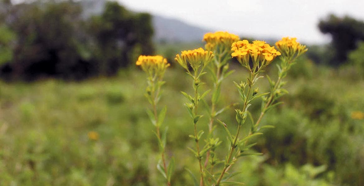 Datos curiosos de la flor de pericón, la planta de Tláloc