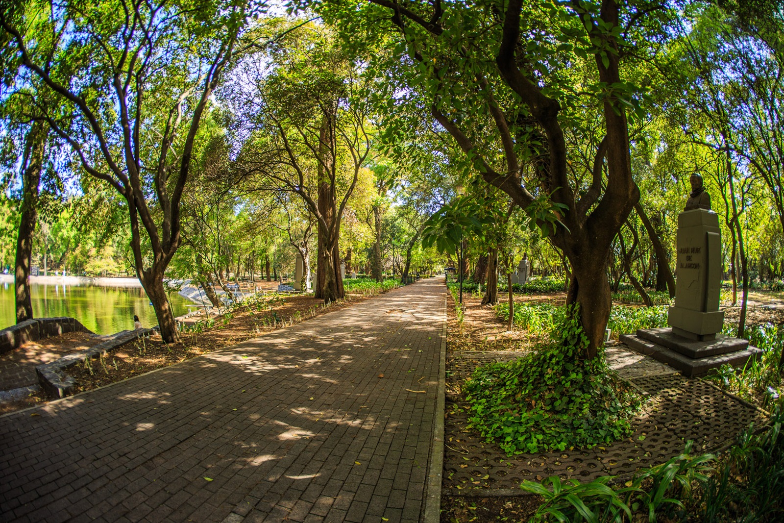 Un camino de árboles y poesía en el Bosque de Chapultepec