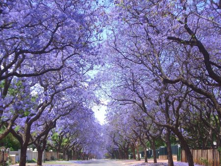 10 lugares de la CDMX para observar las jacarandas más bellas