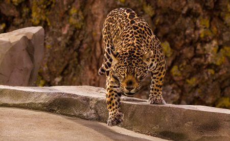 Jaguar: datos e historia del felino más grande de América