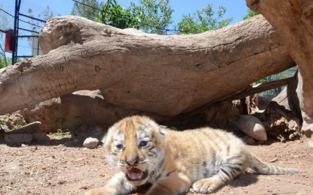 Ligres, las cuatro nuevas bendiciones del zoológico de Chihuahua