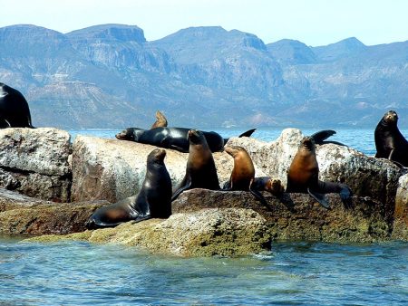 La Lobera de Bahía de Loreto, un refugio secreto para los lobos marinos