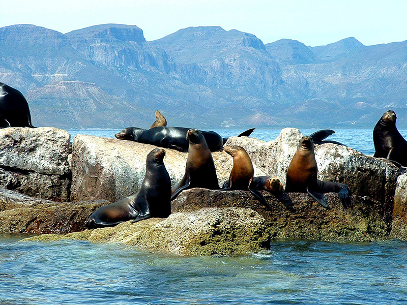 La Lobera de Bahía de Loreto, un refugio secreto para los lobos marinos