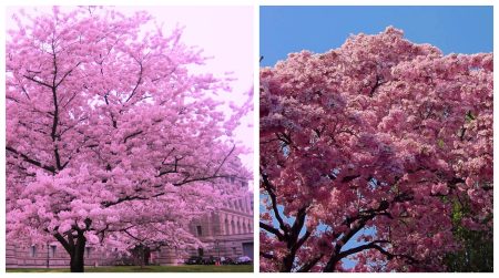 Maculís, el precioso árbol que ilumina el sur de México