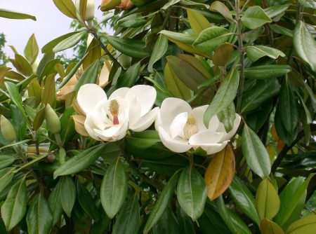 Esta preciosa Magnolia es endémica de la reserva natural de Tamaulipas