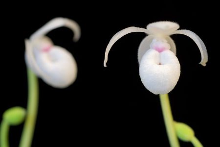 Esta especie de orquídea mexicana es una especie única en el mundo y podría desaparecer