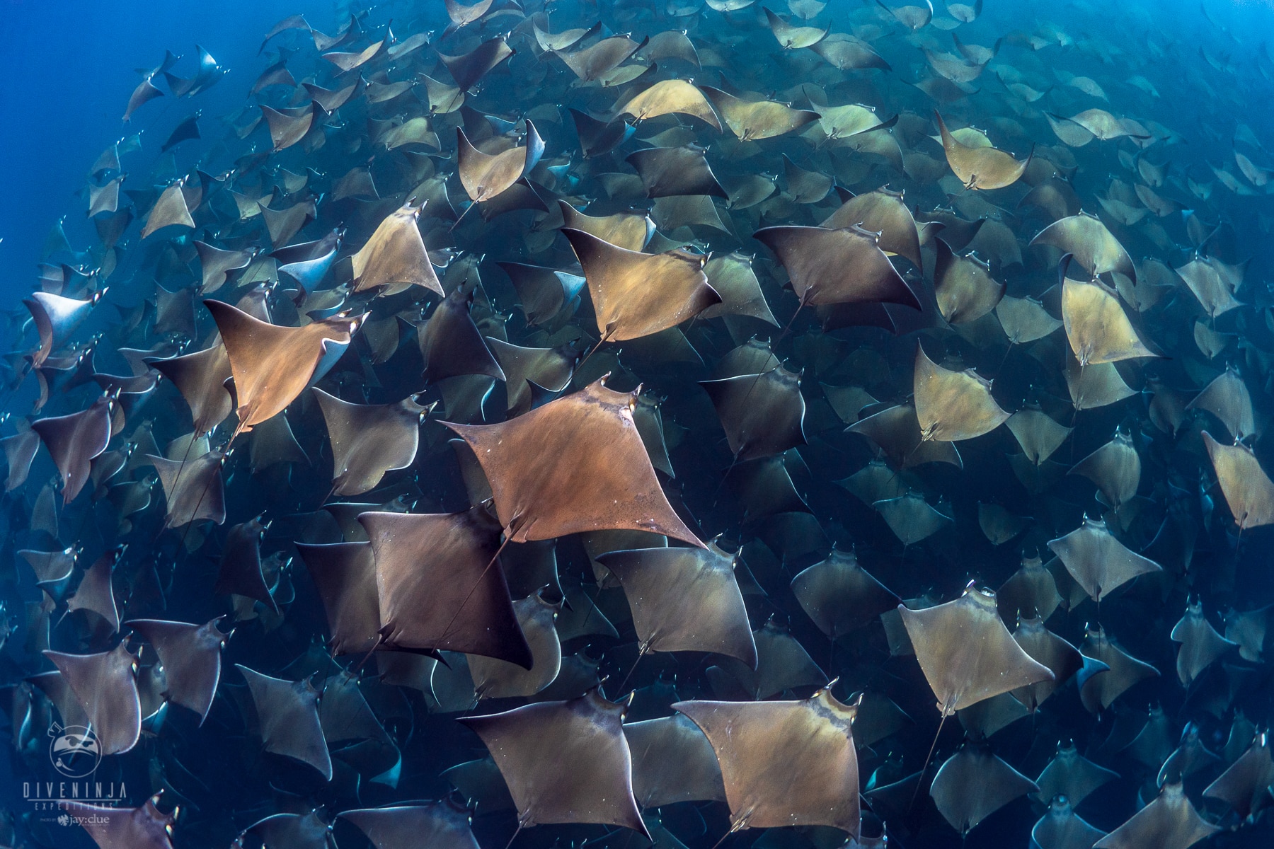 Descubre el más fascinante vórtice de Mobulas en Baja California 