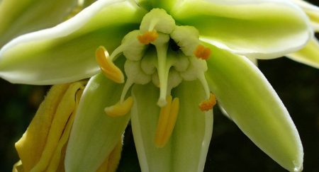 Después de 30 años, florece una hermosa y extraña planta en el Botánico de la UNAM