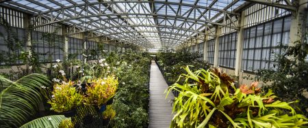 El precioso e intrigante orquideario del Parque Bicentenario