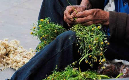 México es el segundo país con más plantas medicinales en el mundo