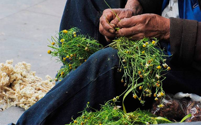 México es el segundo país con más plantas medicinales en el mundo