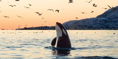 Keiko, la orca que vivió una década en la Ciudad en la México