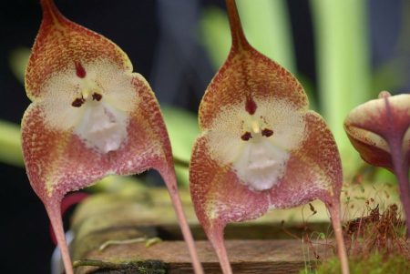 Una mexicana descubrió cómo eran las flores hace 140 millones de años