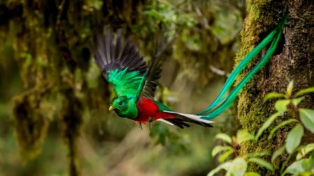 El Nido, un maravilloso santuario de aves en Ixtapaluca