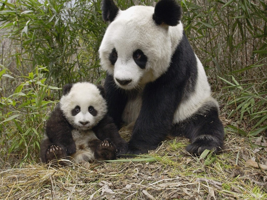 La fascinante historia de Tohuí, el panda que nació en Chapultepec